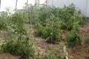 Tomato Rows in Early June
